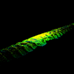 Geoterra – Clifton Hall Tunnel Subsurface Laser Scan Survey